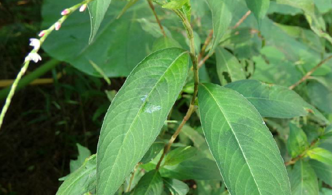 九游网页版入口-Q2蓼橛叩A囀I(桩尖q235b是什么)